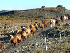 Iceland-East and South-Egilsstadir Saga Tour